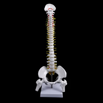 45cm Human Anatomical Spine with Pelvic Flexible Model Medical Learn Aid Anatomy
45cm Human Anatomical Spine with Pelvic Flexible Model Medical Learn Aid Anatomy