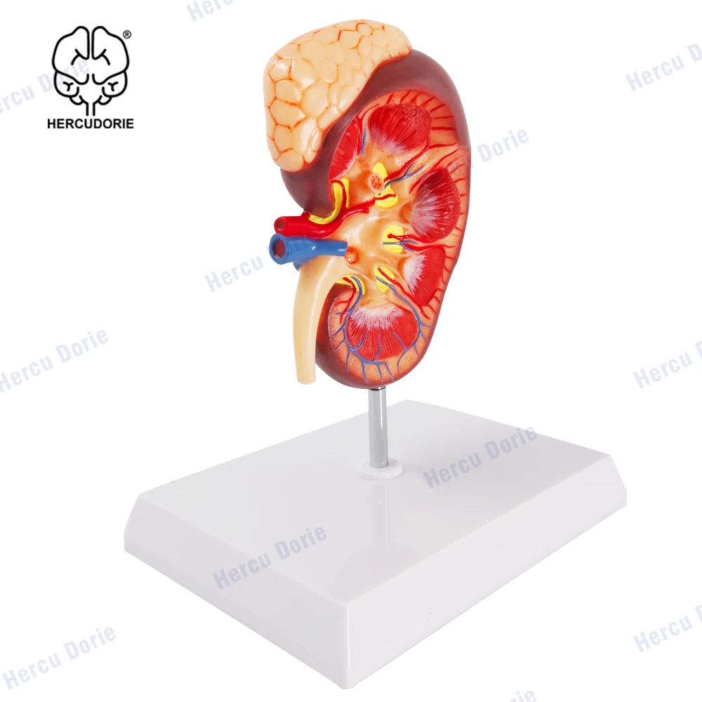 Anatomical model of kidney model Includes Anatomy of Adrenal Gland and Nephrons
Anatomical model of kidney model Includes Anatomy of Adrenal Gland and Nephrons