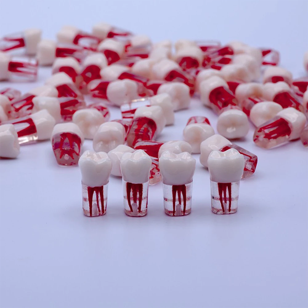 1pcs Resin Dental Endodontic Practice Model With Colored Root Canal And Pulp Transparent
1pcs Resin Dental Endodontic Practice Model With Colored Root Canal And Pulp Transparent