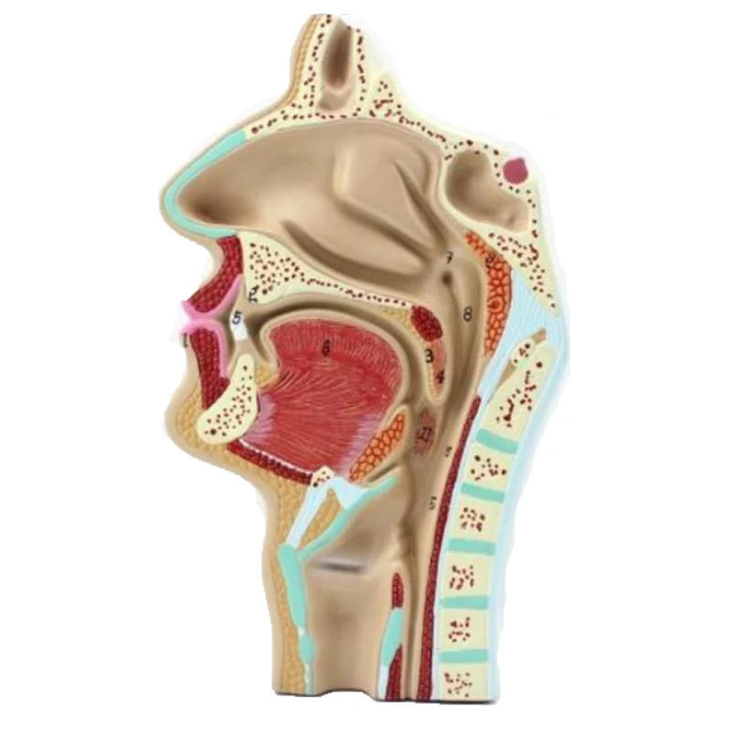 Nasopharyngeal and oral laryngeal pathological model Nasopharyngeal and oral laryngeal lesion model Oral and nasal throat sagitt
Nasopharyngeal and oral laryngeal pathological model Nasopharyngeal and oral laryngeal lesion model Oral and nasal throat sagitt