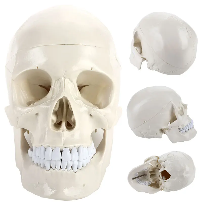 Skull Teaching Model PVC Human Anatomical Manual Skeleton Visual Anatomy Engraving Parietal Study Durable
Skull Teaching Model PVC Human Anatomical Manual Skeleton Visual Anatomy Engraving Parietal Study Durable