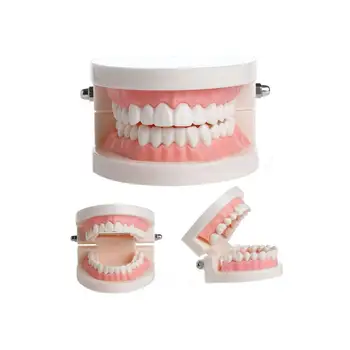 MeterMall Dental Denture Model Gums Standard Audlt Teeth Model Medical Teaching Tool Teeth Model Instructional Tool
MeterMall Dental Denture Model Gums Standard Audlt Teeth Model Medical Teaching Tool Teeth Model Instructional Tool