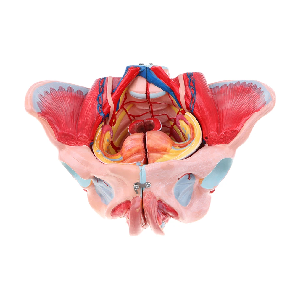 

1: 1 Female Pelvis Anatomical Model W / Vessels Muscles Nerves Organ