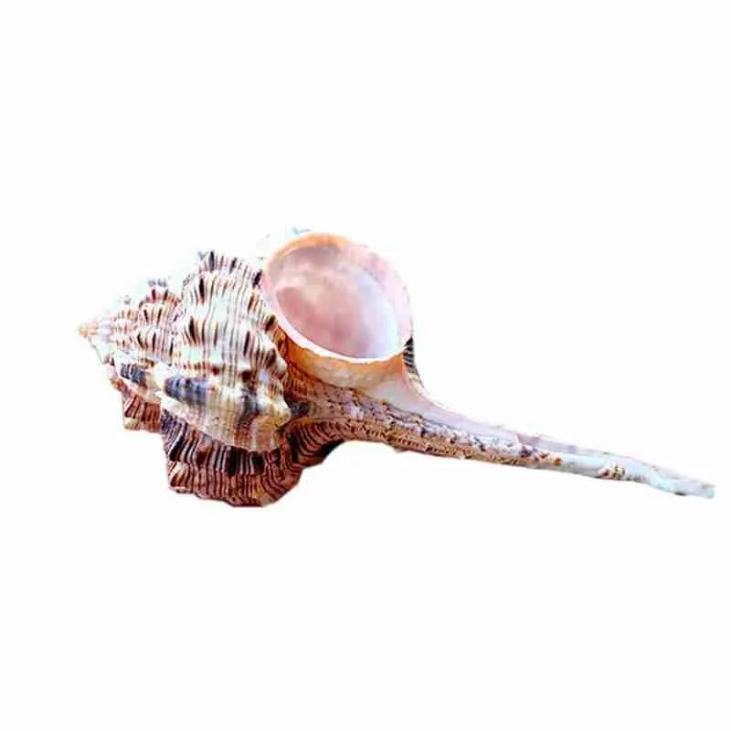 10-12 см коричневая натуральная трубка снайперский череп улитка аквариум