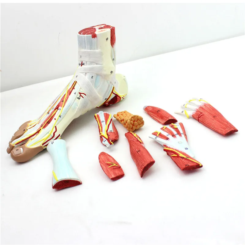 9 parts 1:1 Life Size Human Foot Joint Muscle Ligament Plantar Anatomical Model Surgery Foot Muscle Neurovascular Model
9 parts 1:1 Life Size Human Foot Joint Muscle Ligament Plantar Anatomical Model Surgery Foot Muscle Neurovascular Model