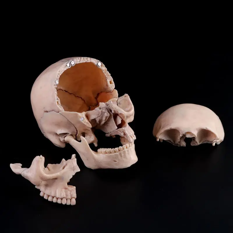 15pcs/set 4D Disassembled Skull Anatomical Model Detachable Medical Teaching Tool LX9A
15pcs/set 4D Disassembled Skull Anatomical Model Detachable Medical Teaching Tool LX9A