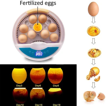 9 Eggs Capacity Semi Automatic Intelligent Temperature Control Egg Incubator Multi-functional Bird Pigeon Duck Egg Hatcher New
9 Eggs Capacity Semi Automatic Intelligent Temperature Control Egg Incubator Multi-functional Bird Pigeon Duck Egg Hatcher New