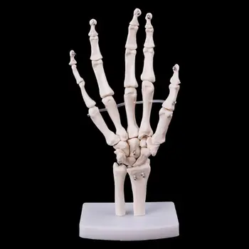 Medical Science Accessories Hand Joint Anatomical Skeleton Model Human Medical Anatomy Study Tool Life Size dropshipping
Medical Science Accessories Hand Joint Anatomical Skeleton Model Human Medical Anatomy Study Tool Life Size dropshipping