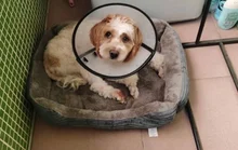 Cama rectangular para perro, saco de dormir, perrera, sofá para cachorro, casa para mascotas, cojín para camas para perros pequeños, legowisko, dla