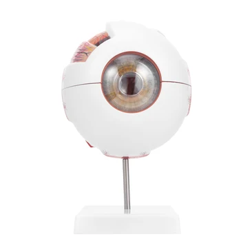 1pc Simulate Magnifying PVC Eye Model Teaching Model Anatomy Model Eyeball Model for Laboratory Teaching School
1pc Simulate Magnifying PVC Eye Model Teaching Model Anatomy Model Eyeball Model for Laboratory Teaching School