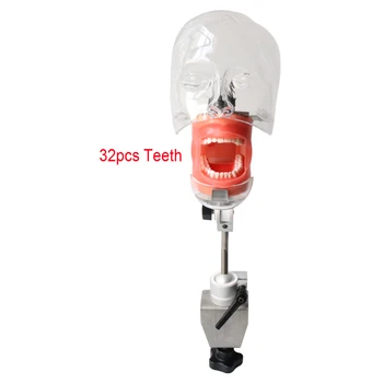Head Model Dental Simulator Phantom Head Model for Dentist Teaching Model Dentist Education Bench Mount 32pcs Screw-in Teeths
Head Model Dental Simulator Phantom Head Model for Dentist Teaching Model Dentist Education Bench Mount 32pcs Screw-in Teeths