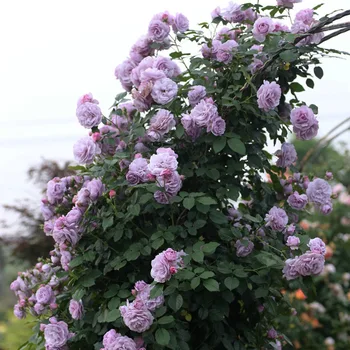 Climbing Rose Big Flower Lavender Garland Purple Climbing Rose Rose Rose Multi-Season Flowering Cold-resistant
Climbing Rose Big Flower Lavender Garland Purple Climbing Rose Rose Rose Multi-Season Flowering Cold-resistant