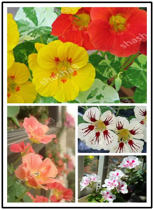 Time-Limit!!TRUE Genuine!!! 100pcs/Lot Fresh Tropaeolum majus Nasturtium Bonsai Easy Planting
Time-Limit!!TRUE Genuine!!! 100pcs/Lot Fresh Tropaeolum majus Nasturtium Bonsai Easy Planting