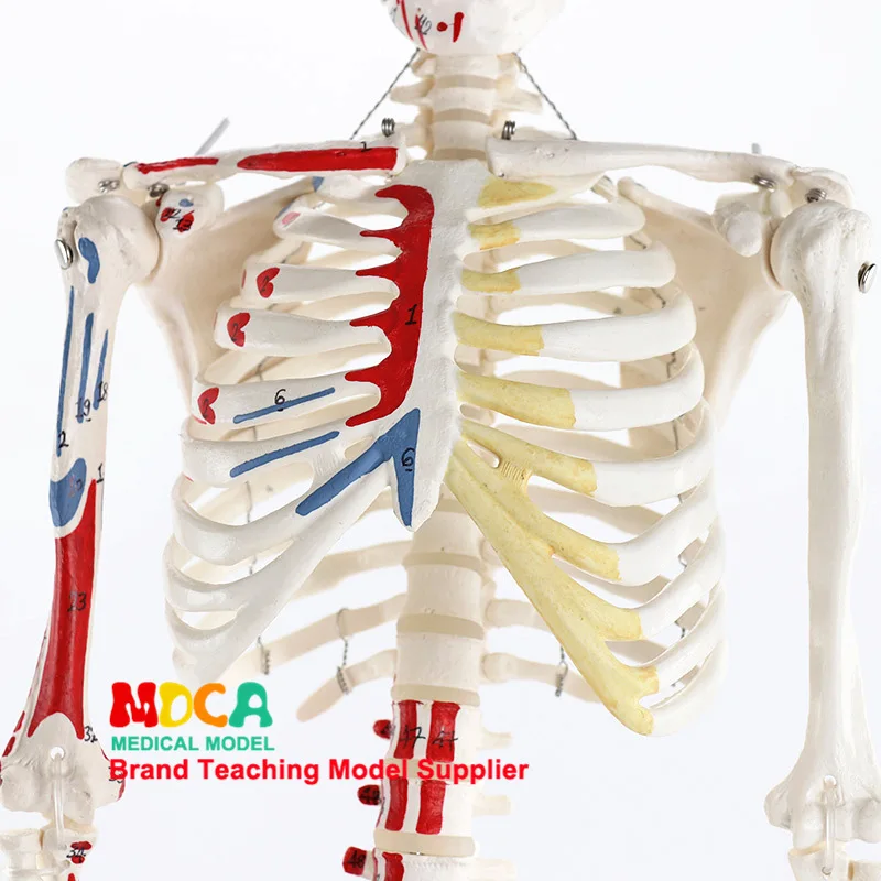 85cm Human Skeletal Muscle Ending Points with Numbers Identification Model Medicine Teaching Medicine Mgg207
85cm Human Skeletal Muscle Ending Points with Numbers Identification Model Medicine Teaching Medicine Mgg207