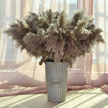 10 Pcs 20pcs Free Shipping Real Dried Pampas Grass Decor Wedding Flower Bunch Natural Plants Decor Home Decor Diy Dried Flowers
10 Pcs 20pcs Free Shipping Real Dried Pampas Grass Decor Wedding Flower Bunch Natural Plants Decor Home Decor Diy Dried Flowers