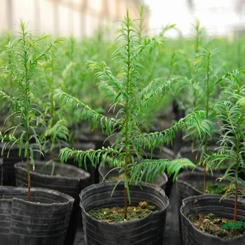 Behogar 100pcs Nursery Pots Disposable Plastic Plant Flower Pots Seed Tray for Indoor Outdoor Gardening Plants 8.66 x 7.09 Inch 
Behogar 100pcs Nursery Pots Disposable Plastic Plant Flower Pots Seed Tray for Indoor Outdoor Gardening Plants 8.66 x 7.09 Inch