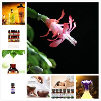 2020 New 10ML Pure Mimosa Essential Oil Diffuser Humidifier Massage Aromatherapy Rose of Sharon Cornflower Orange Fragrance Oil
2020 New 10ML Pure Mimosa Essential Oil Diffuser Humidifier Massage Aromatherapy Rose of Sharon Cornflower Orange Fragrance Oil