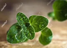 Oregano Tanaman Herbal Spice Bumbu Dapur Sayuran Kaya Rasa Diy Tanaman untuk Taman Rumah Pot(China)