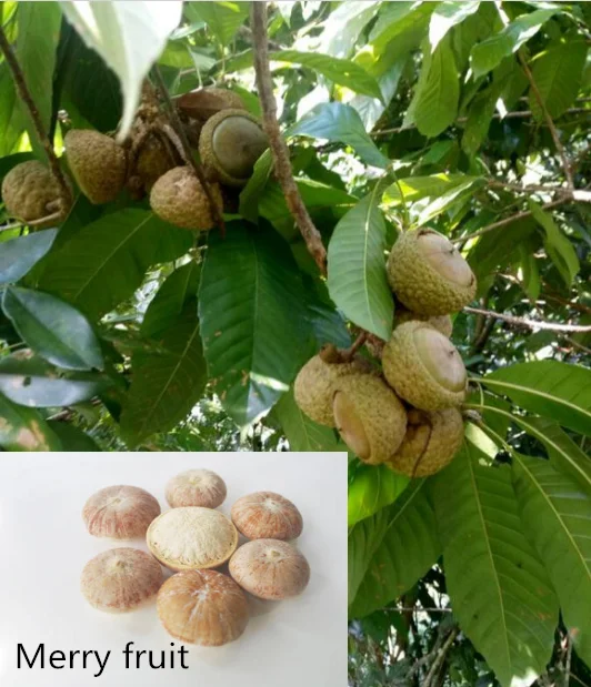 Merry fruit warms blood, joint pain, rheumatism, strong waist. Ziyin and kidney-sparkling wine, making tea500/1000g
Merry fruit warms blood, joint pain, rheumatism, strong waist. Ziyin and kidney-sparkling wine, making tea500/1000g