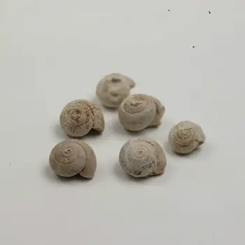 Natural marine gastropod fossils white snail fossils science teaching specimen original stone ornaments
Natural marine gastropod fossils white snail fossils science teaching specimen original stone ornaments
