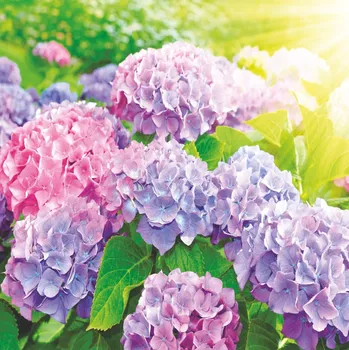 Photo wallpaper 2,1*2,0 M, 6 sheets series flowers "hydrangea" к-147 paper 150g/m2
Photo wallpaper 2,1*2,0 M, 6 sheets series flowers "hydrangea" к-147 paper 150g/m2