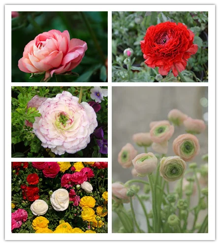 Lowest Price!200 PCS Ranunculus asiaticus Flower Bonsai For Home & Garden DIY Plants Persian Buttercup Plantas Flower Bulbs Fre
Lowest Price!200 PCS Ranunculus asiaticus Flower Bonsai For Home & Garden DIY Plants Persian Buttercup Plantas Flower Bulbs Fre