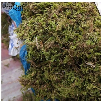 Ngryise 250Gram A Set Grass Decoration Real
Ngryise 250Gram A Set Grass Decoration Real