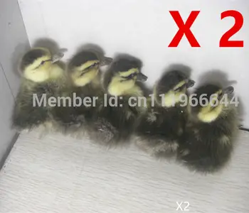 TAXIDERMY 10 pieces YELLOW/BLACK/BRWON duck duckling stuff bird
TAXIDERMY 10 pieces YELLOW/BLACK/BRWON duck duckling stuff bird