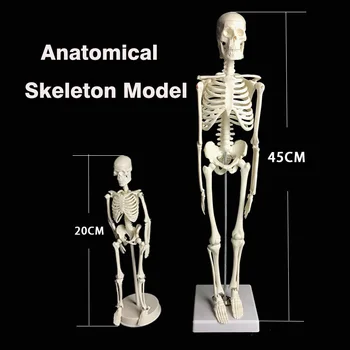 Human Anatomical Anatomy Skeleton Model Medical Learn Science Medicine Teaching Equipment Skull Model 45CM/20CM
Human Anatomical Anatomy Skeleton Model Medical Learn Science Medicine Teaching Equipment Skull Model 45CM/20CM