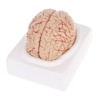the Human Body Brain Model Disassembled Anatomical Human Brain Model Anatomy Teaching Tool
the Human Body Brain Model Disassembled Anatomical Human Brain Model Anatomy Teaching Tool