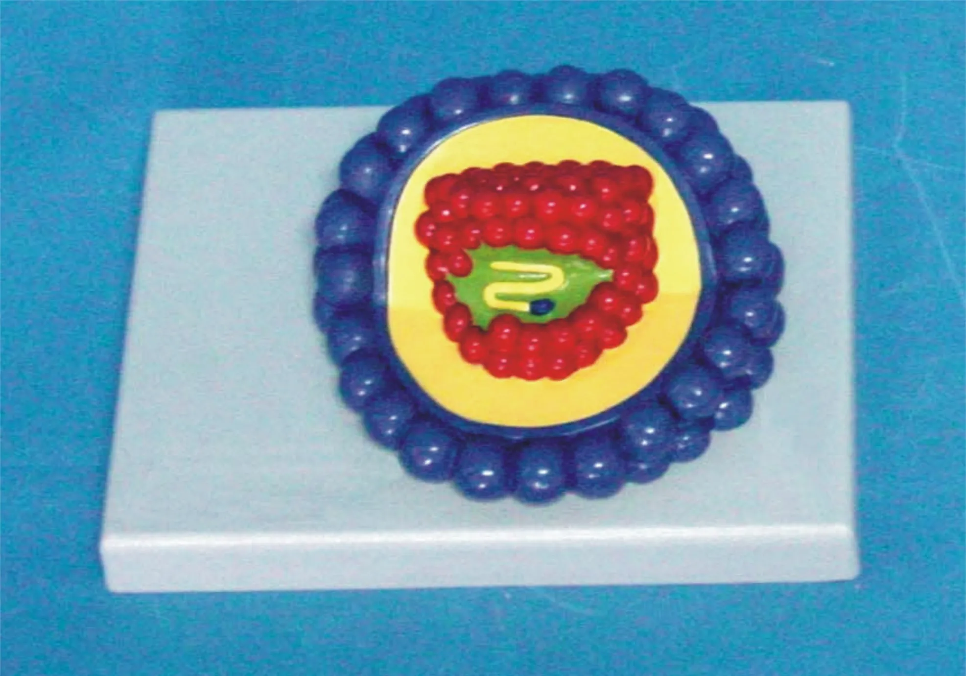 Coronavirus Model Virus cell Molecular submicroscopic Structure Model Medical Biology Teaching education
Coronavirus Model Virus cell Molecular submicroscopic Structure Model Medical Biology Teaching education