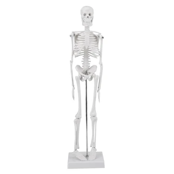 45cm Human Anatomical Anatomy Skeleton Model Medical Learn Aid Anatomy Human Skeletal Model
45cm Human Anatomical Anatomy Skeleton Model Medical Learn Aid Anatomy Human Skeletal Model