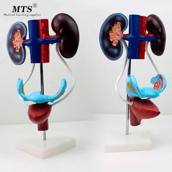 Human Body Medical Female Genitourinary System Model Reproductive Anatomy Kidney Uterus Bladder Model Science Laboratory
Human Body Medical Female Genitourinary System Model Reproductive Anatomy Kidney Uterus Bladder Model Science Laboratory