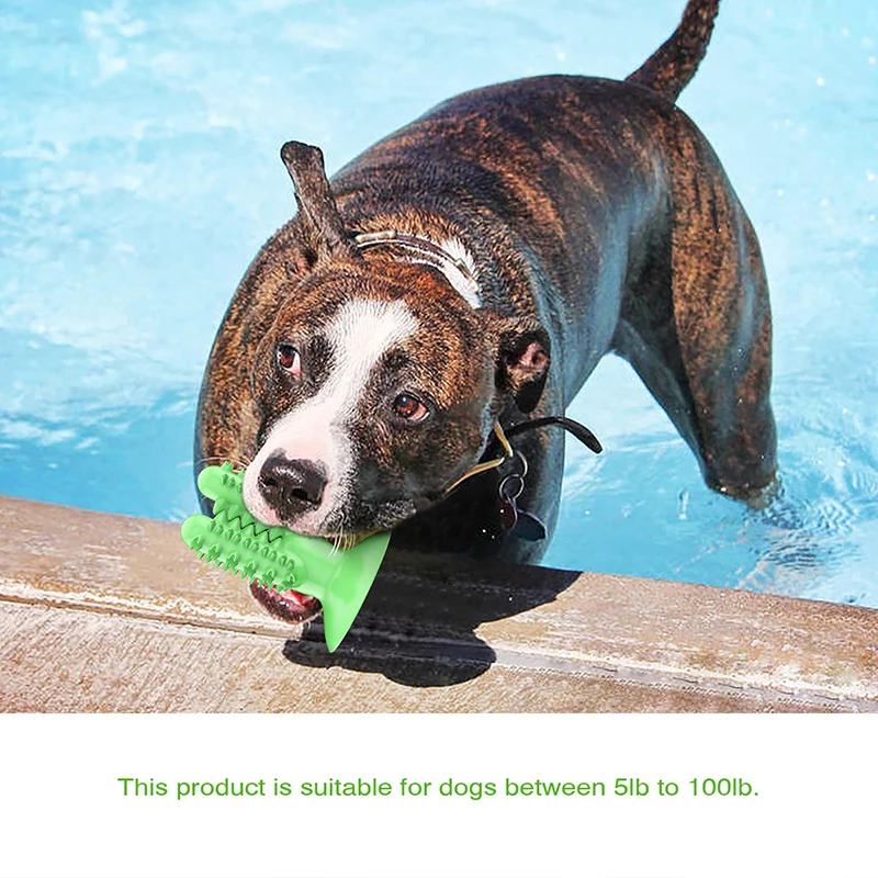 dog toothbrush toy