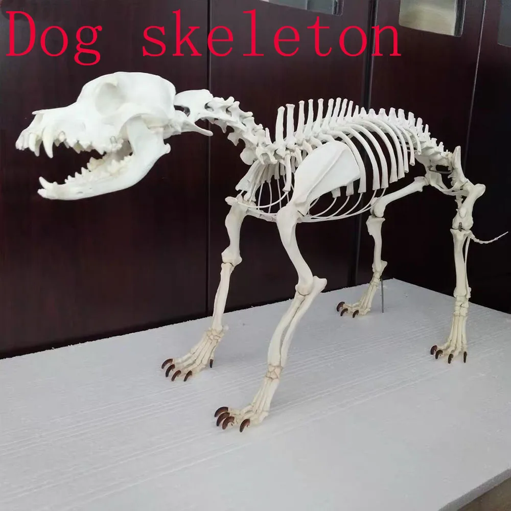 1Pcs complete animal skeleton specimen Ornaments collectibles 