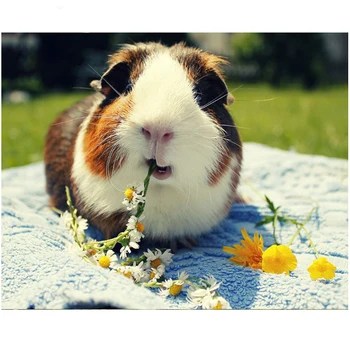 Guinea pig animal diy diamond painting full Round Diamond embroidery 5d Cross Stitch Kit mosaic cute pet sticker
Guinea pig animal diy diamond painting full Round Diamond embroidery 5d Cross Stitch Kit mosaic cute pet sticker
