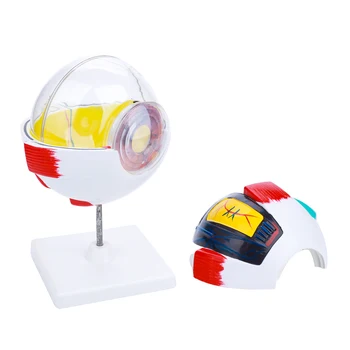 6 Times Eyeball Model Medical Educational 8-Part PVC ENT Ophthalmology Study Human Eye Anatomy Model Dismountable Manual Iris
6 Times Eyeball Model Medical Educational 8-Part PVC ENT Ophthalmology Study Human Eye Anatomy Model Dismountable Manual Iris