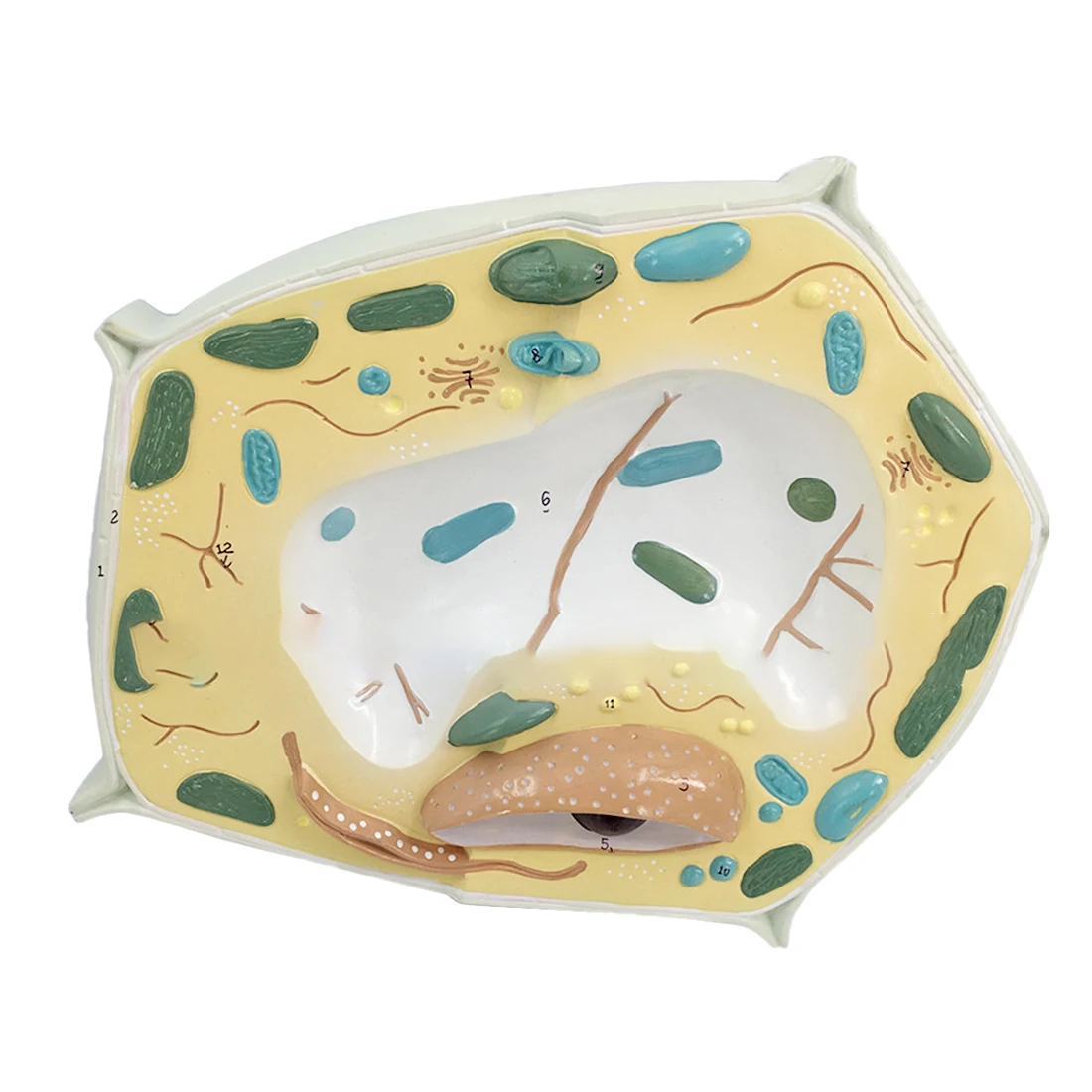 Plant Cell Model Plant Cell Microscopic Specimen Cell Structure Biology Teaching Model Educational Toy Gift For Child Kid Adult
Plant Cell Model Plant Cell Microscopic Specimen Cell Structure Biology Teaching Model Educational Toy Gift For Child Kid Adult