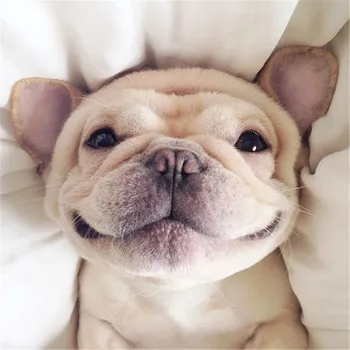 Bulldog Smile Full Diamond Painting 2020 New Multi Color Round Diamond Embroidered DIY Mosaic Pattern
Bulldog Smile Full Diamond Painting 2020 New Multi Color Round Diamond Embroidered DIY Mosaic Pattern