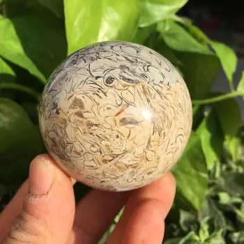 Dinosaur Bone Fossil Ball Natural Fossil Stone Sphere Smooth Polished Pebble Reiki Healing Chakra Stone Home Decoration
Dinosaur Bone Fossil Ball Natural Fossil Stone Sphere Smooth Polished Pebble Reiki Healing Chakra Stone Home Decoration
