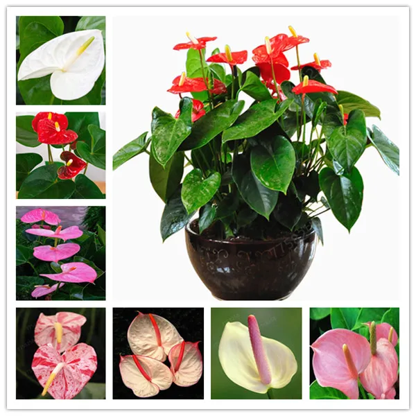 100 Pcs Rare Flower Anthurium Bonsai Balcony Potted Plant Anthurium Flower herb flower Bonsai For DIY Home Garden Easy To Grow
100 Pcs Rare Flower Anthurium Bonsai Balcony Potted Plant Anthurium Flower herb flower Bonsai For DIY Home Garden Easy To Grow
