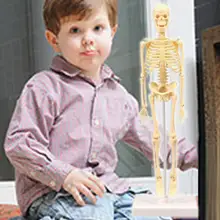 Great Light Yellow Practical Ability Biological Science Learning Kit for Beginner Skeleton Model Educational Toy
Great Light Yellow Practical Ability Biological Science Learning Kit for Beginner Skeleton Model Educational Toy