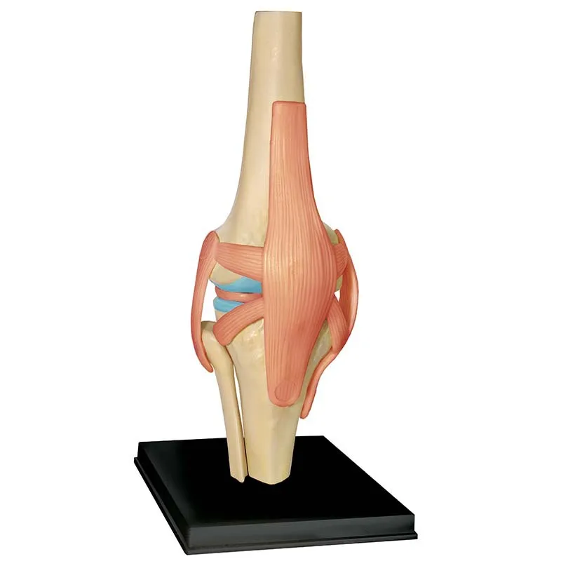 4D MASTER Educational Assembled Toys Human Knee Joint Organ Anatomical Model Medicine Teaching DIY Popularization of Science
4D MASTER Educational Assembled Toys Human Knee Joint Organ Anatomical Model Medicine Teaching DIY Popularization of Science