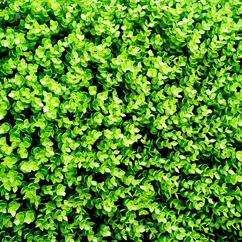 Synthetic Grass Eucalyptus Ultra-dense Plastic Fake Lawn Artificial Garden Decor Mini Garden Micro Landscape Decor Accessories
Synthetic Grass Eucalyptus Ultra-dense Plastic Fake Lawn Artificial Garden Decor Mini Garden Micro Landscape Decor Accessories
