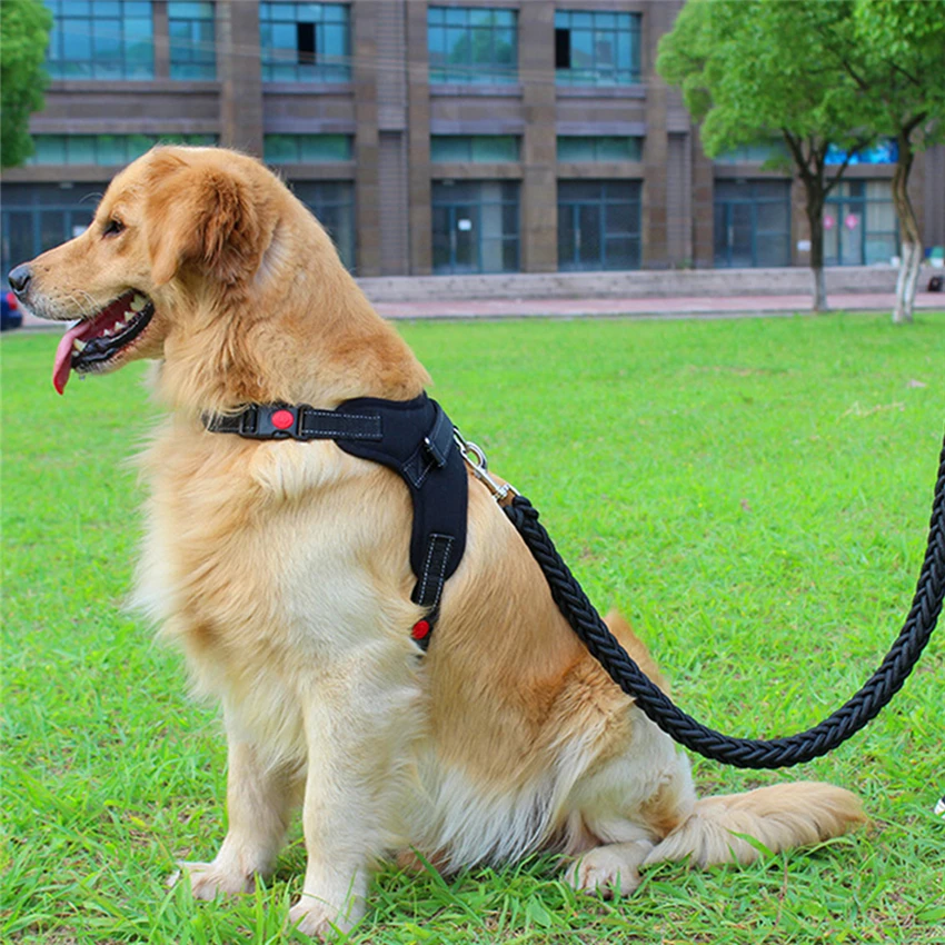 akita harness