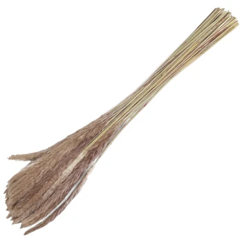 60Pcs Natural Dried Pampas Grass ,Phragmites Communis,Reed Plant,Wedding Flower Bunch Home Decor Diy Flower Matching Photography
60Pcs Natural Dried Pampas Grass ,Phragmites Communis,Reed Plant,Wedding Flower Bunch Home Decor Diy Flower Matching Photography