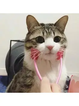 Multifunction Cat Thin Face Massager Pet Interactive Massage Feet Leg Massager
Multifunction Cat Thin Face Massager Pet Interactive Massage Feet Leg Massager