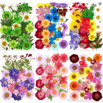Traumdeutung Pressed Flowers small Dried Flowers Scrapbooking dry DIY Preserved Flower Decoration Home Mini bloemen flores secas 
Traumdeutung Pressed Flowers small Dried Flowers Scrapbooking dry DIY Preserved Flower Decoration Home Mini bloemen flores secas