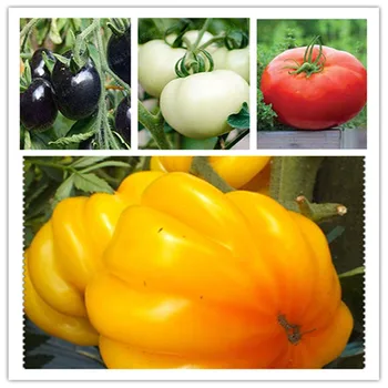 Organic Plant Bath Salts 110Pcs Big Tomato Essence AN-ZZ12-110
Organic Plant Bath Salts 110Pcs Big Tomato Essence AN-ZZ12-110