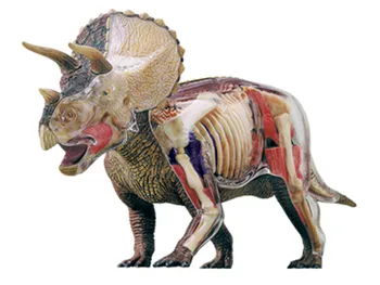 Assembling toy Animal Biology Dinosaur organ anatomical model medical teaching model Big triceratops 4d master puzzle
Assembling toy Animal Biology Dinosaur organ anatomical model medical teaching model Big triceratops 4d master puzzle